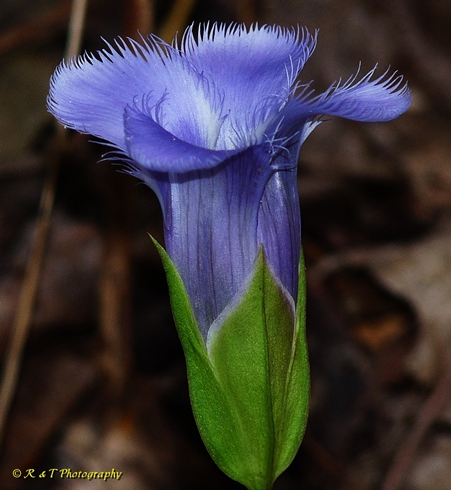 {Gentianopsis crinita}